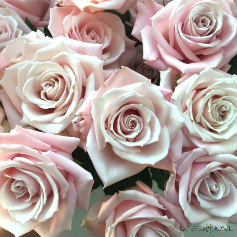 Blush Pink Sweet Escimo Rose Flower
