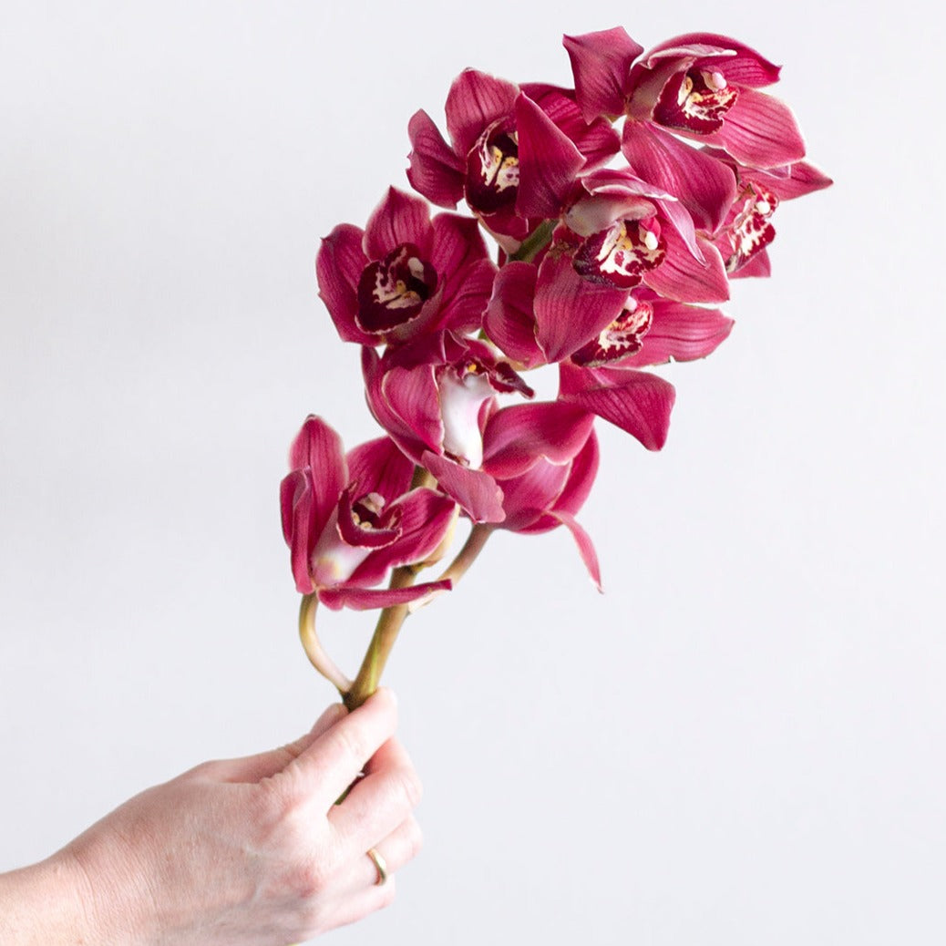 burgundy cymbidium orchid flower