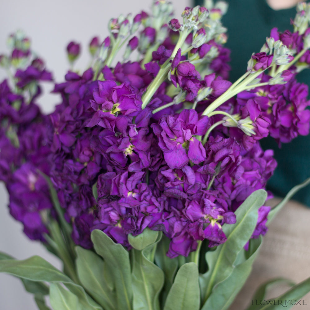 Deep Purple Stock Flower