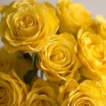 Yellow Rose Flower