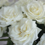 White Rose Flower