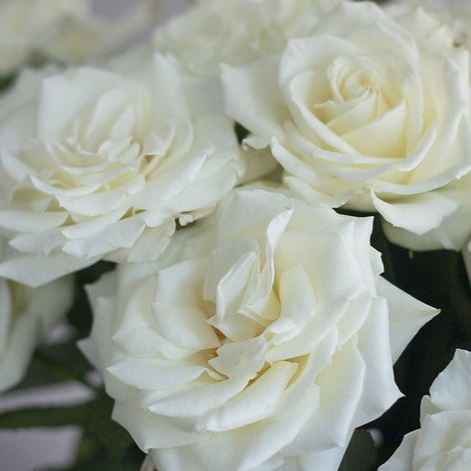 White Rose Flower