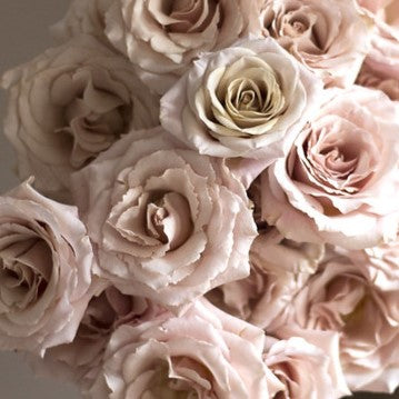 Beige Blush Quicksand Rose Flower