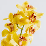 yellow cymbidium orchid flower