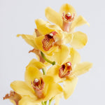 yellow cymbidium orchid flower