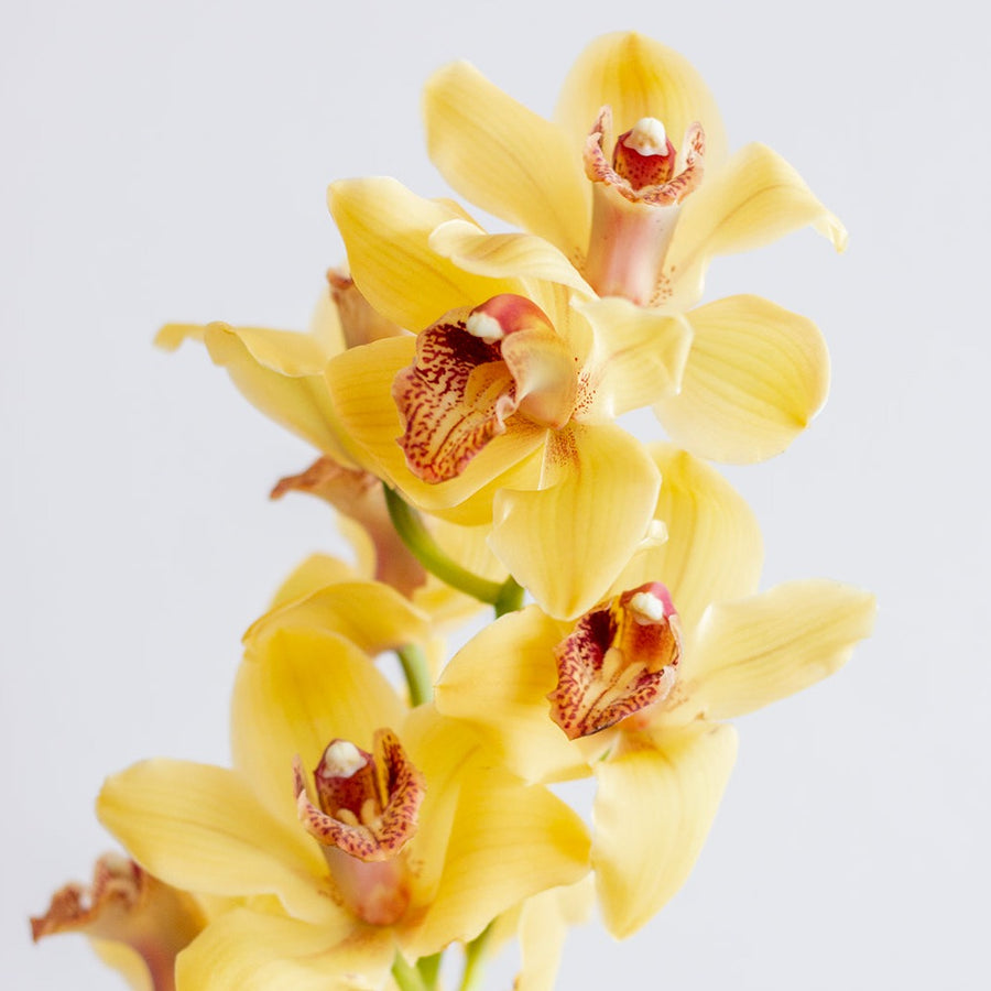 Yellow Standard Cymbidium Orchid Flower, image size:900x900