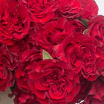 Deep Red Heart Garden Rose Flower