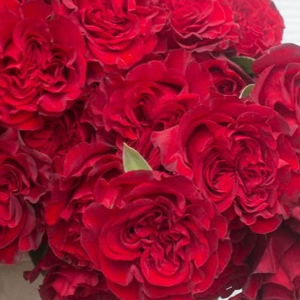 Deep Red Heart Garden Rose Flower