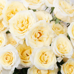 Butter Yellow Spray Rose Flower