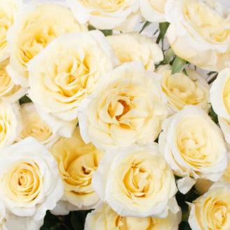 Butter Yellow Spray Rose Flower