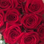 Red Freedom Flower