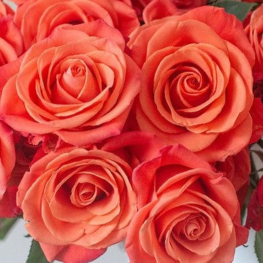 Orange Crush Rose Flower