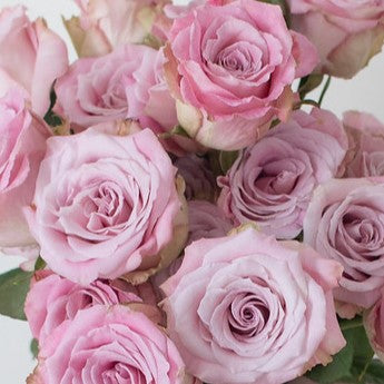Mauve Faith Rose Flower