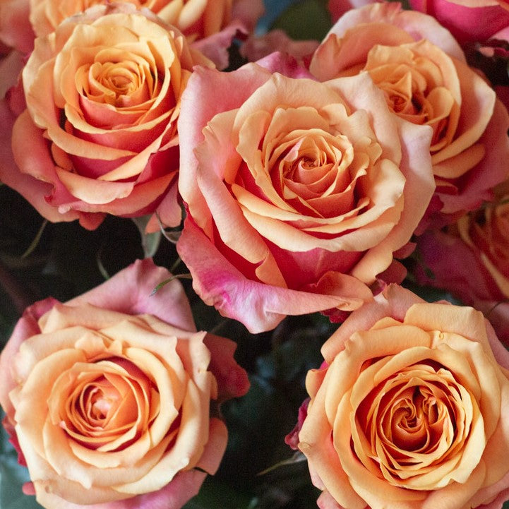 Sunset Orange Cherry Brandy Rose Flower