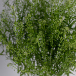 Lipidium Pennycress Greenery