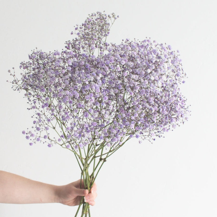 lavender birth flower Bulk Lavender Baby's Breath | Wedding Flowers Online | Flower Moxie 60 Stems