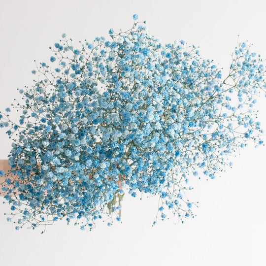 Bulk Blue Baby's Breath | Wedding Flowers Online | Flower Moxie