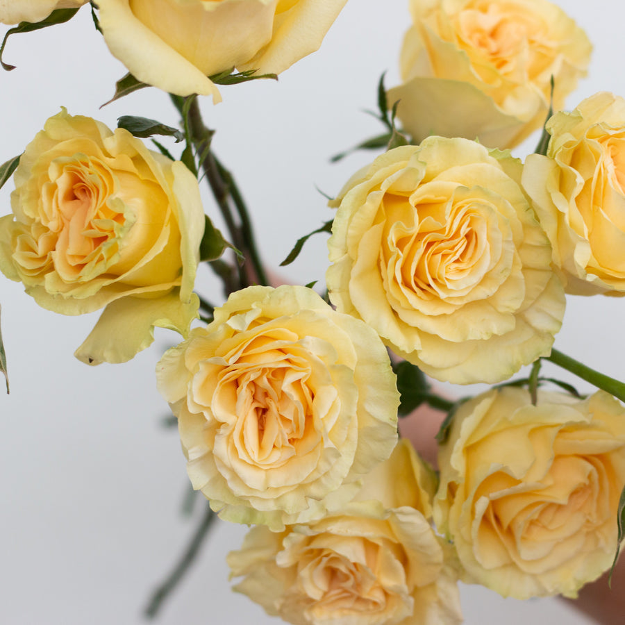 Yellow Garden Roses DIY Wedding Flowers Flower Moxie