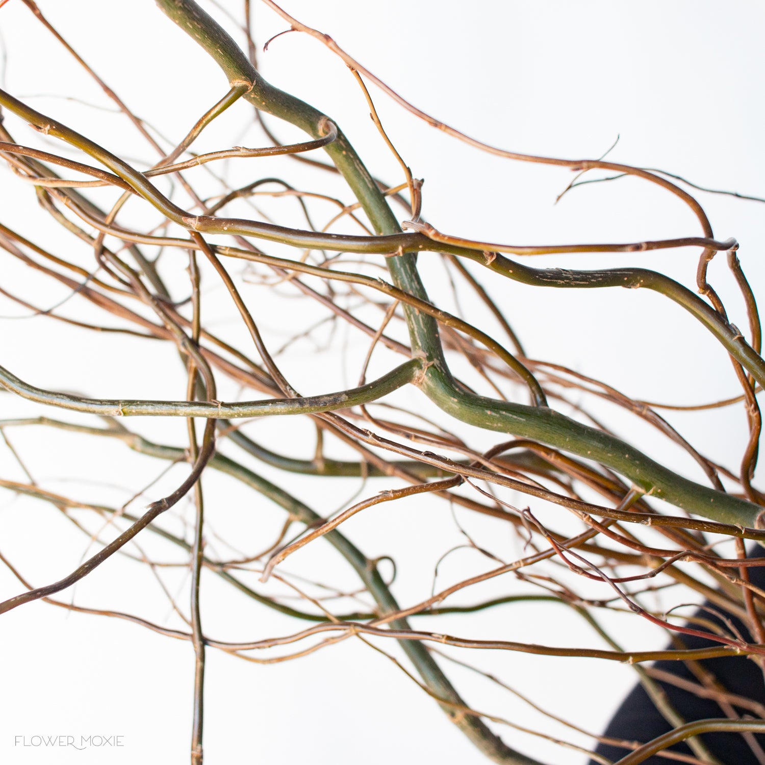 Curly Willow Medium