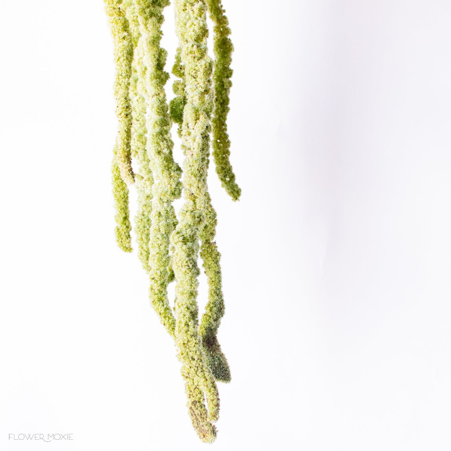 green hanging amaranthus flower