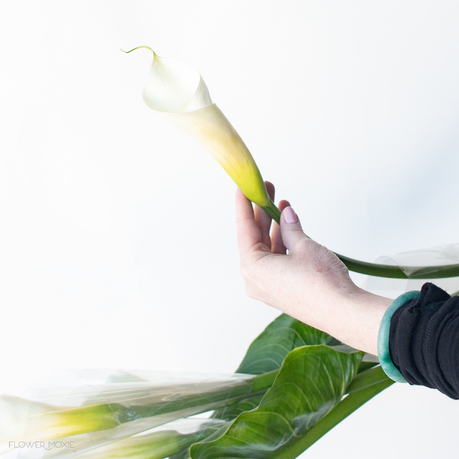 white calla lilies bulk White Standard Calla Lily | Fresh DIY Wedding Flowers | Flower Moxie 30 Stems
