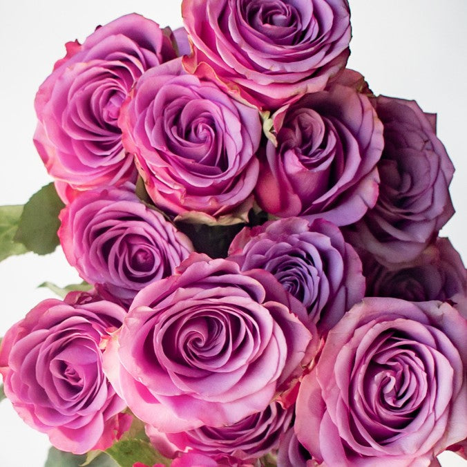 Purple Cool Water Rose Flower