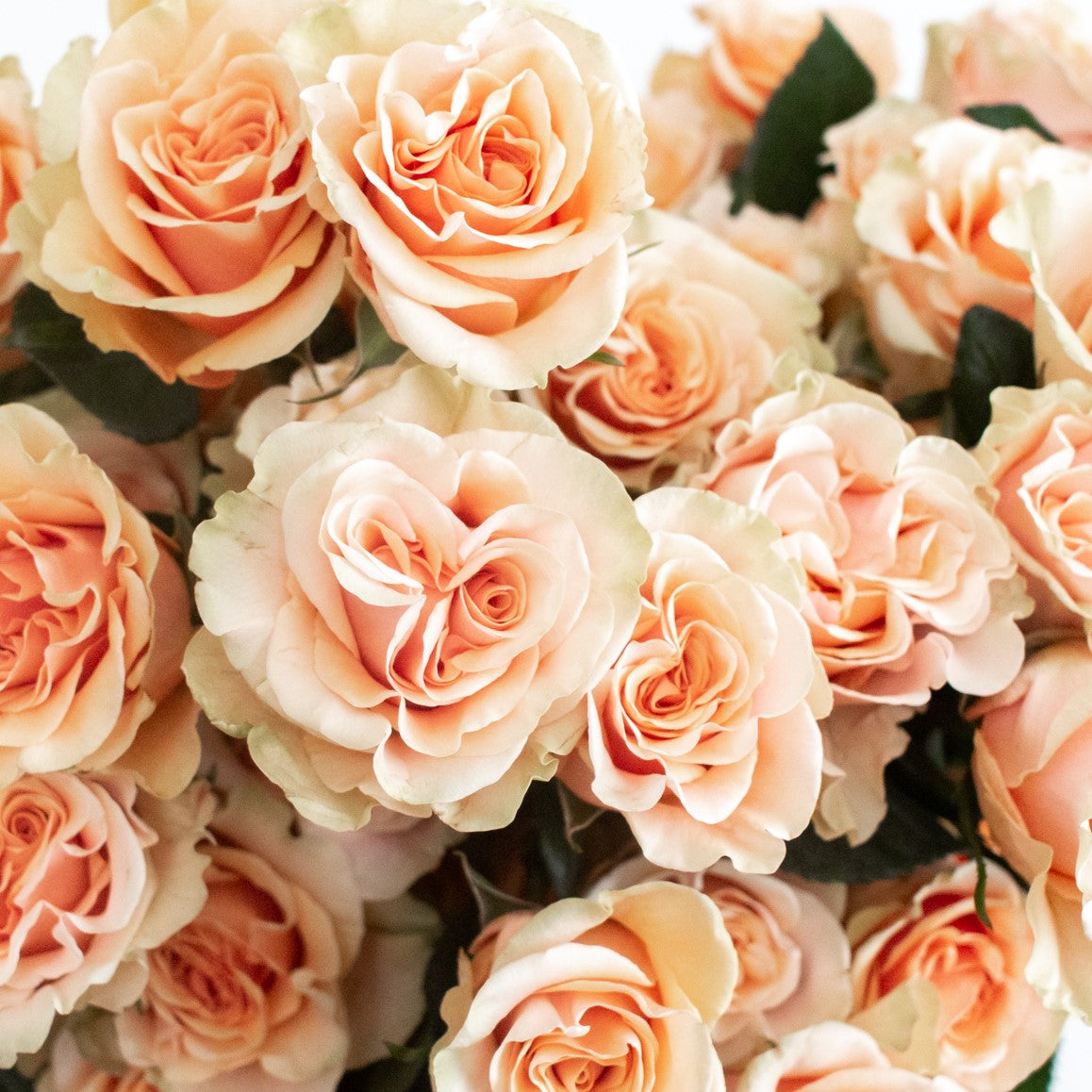 Peach Phoenix Rose Flower