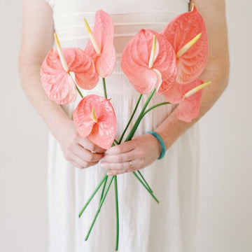 anthurium alero Pink Mix Anthurium - DIY Flowers