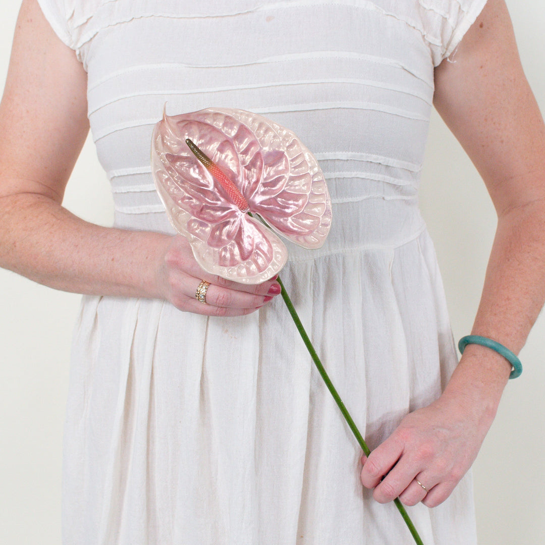 anthurium rose pale Colette Iridescent Anthurium