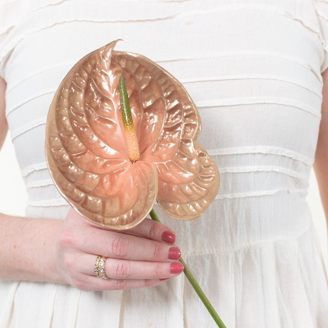 anthurium peach Femme Iridescent Anthurium