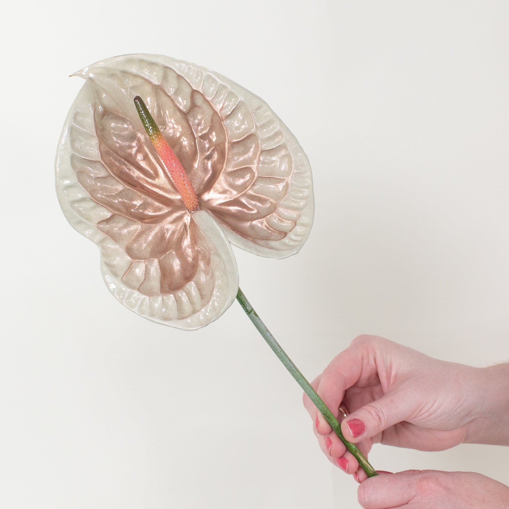 Iridescent Anthurium - Chiffon | Free Shipping with Flower Moxie
