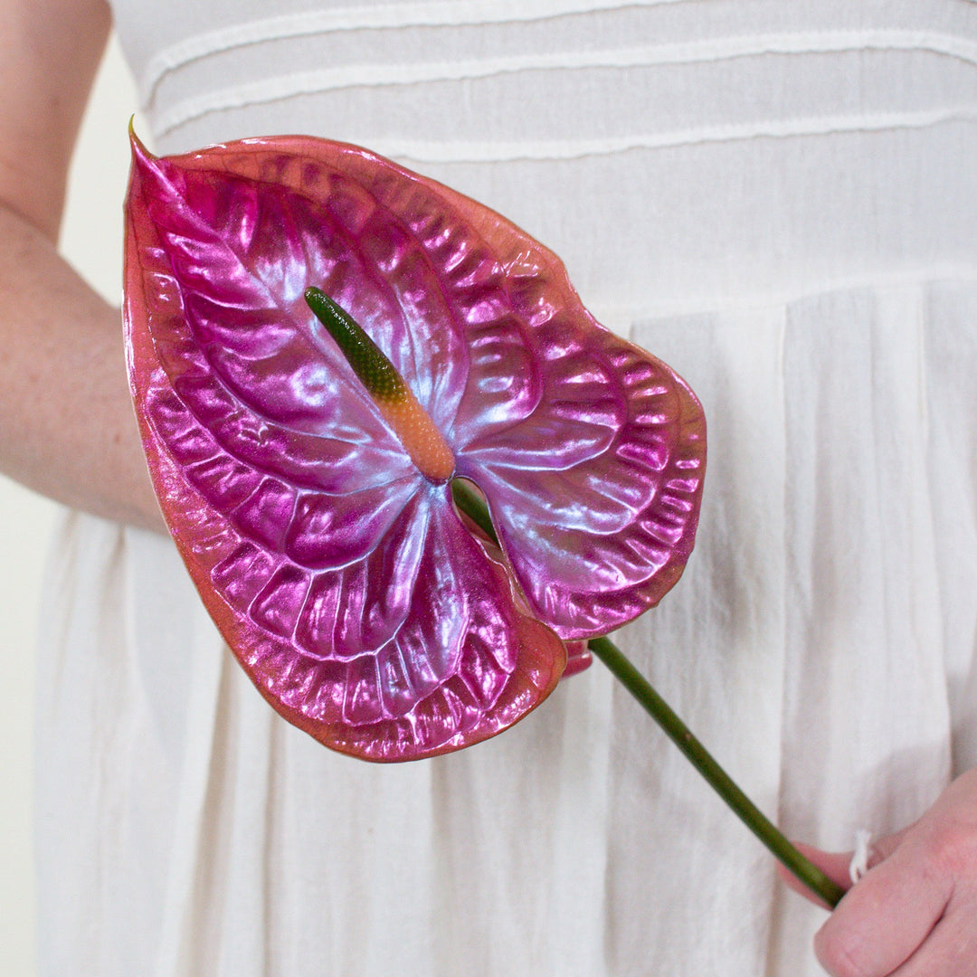 anthurium pink explosion Cloud 9 Iridescent Anthurium