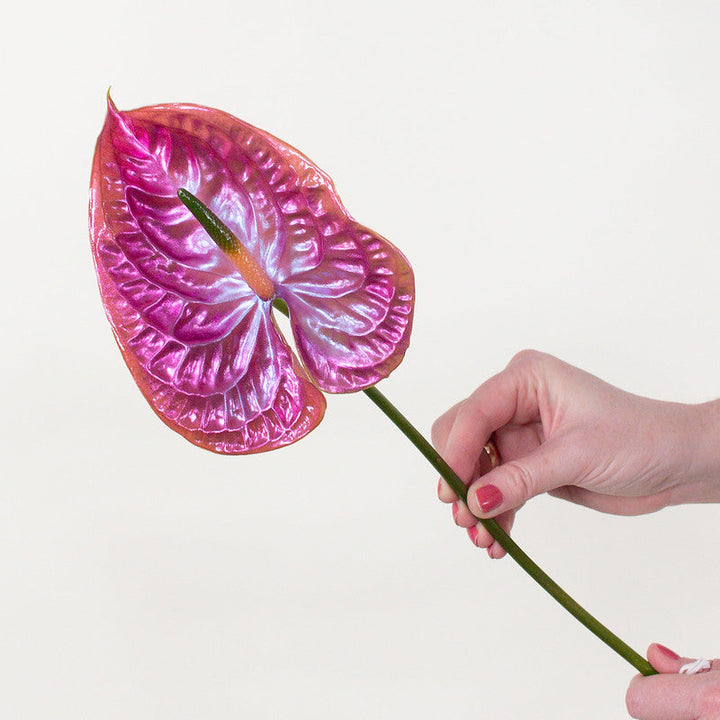 fiori anthurium Iridescent Anthurium - Cloud 9