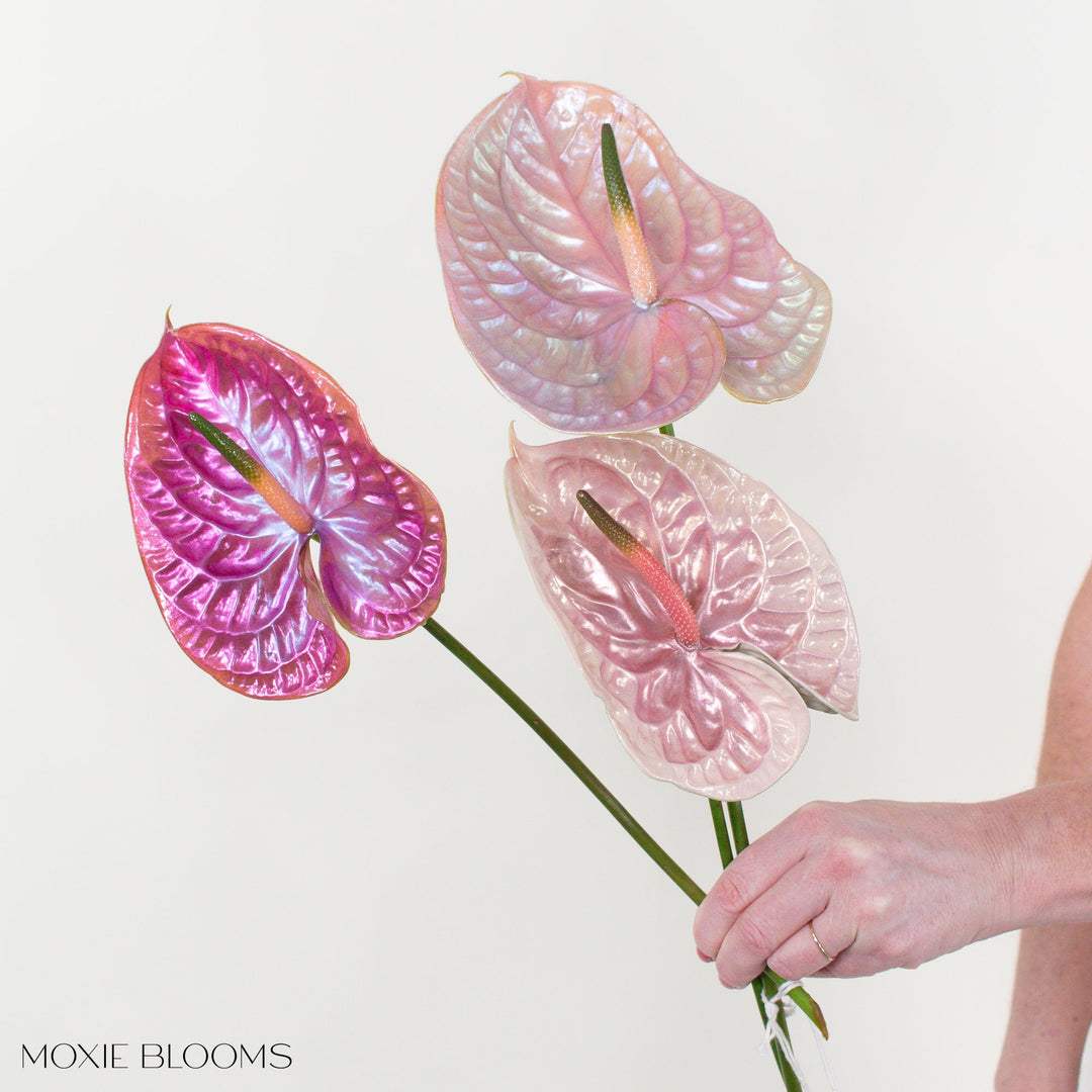 maplestory pink anthurium Iridescent Anthurium - Dolly in Drag