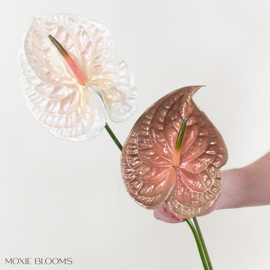 anthurium delicia Coffee Break Iridescent Anthurium