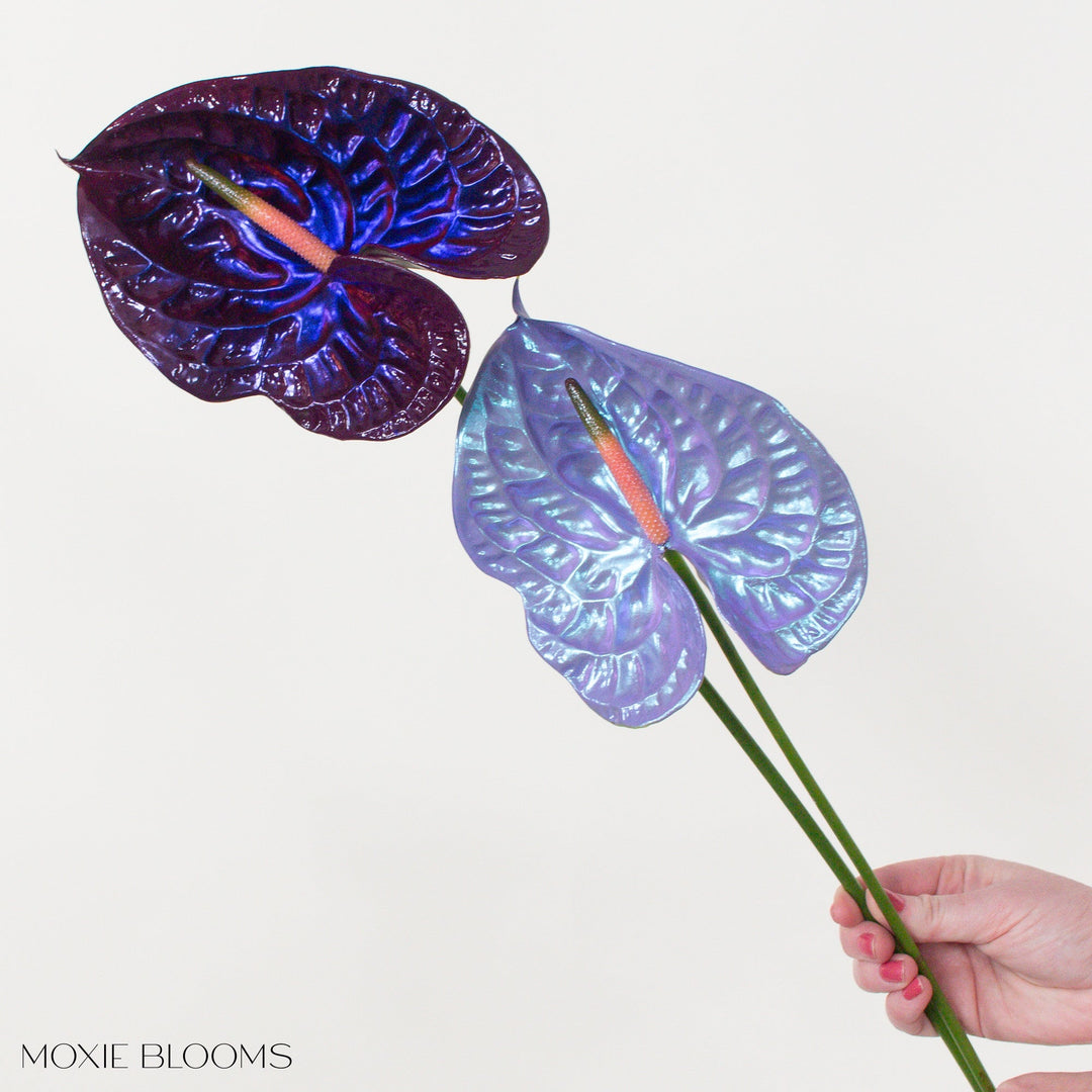 anthurium acura Silk Kimono Iridescent Anthurium