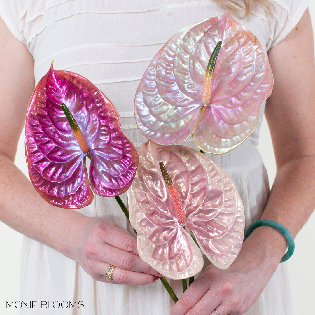 anthurium transfer Iridescent Anthurium - Dolly in Drag
