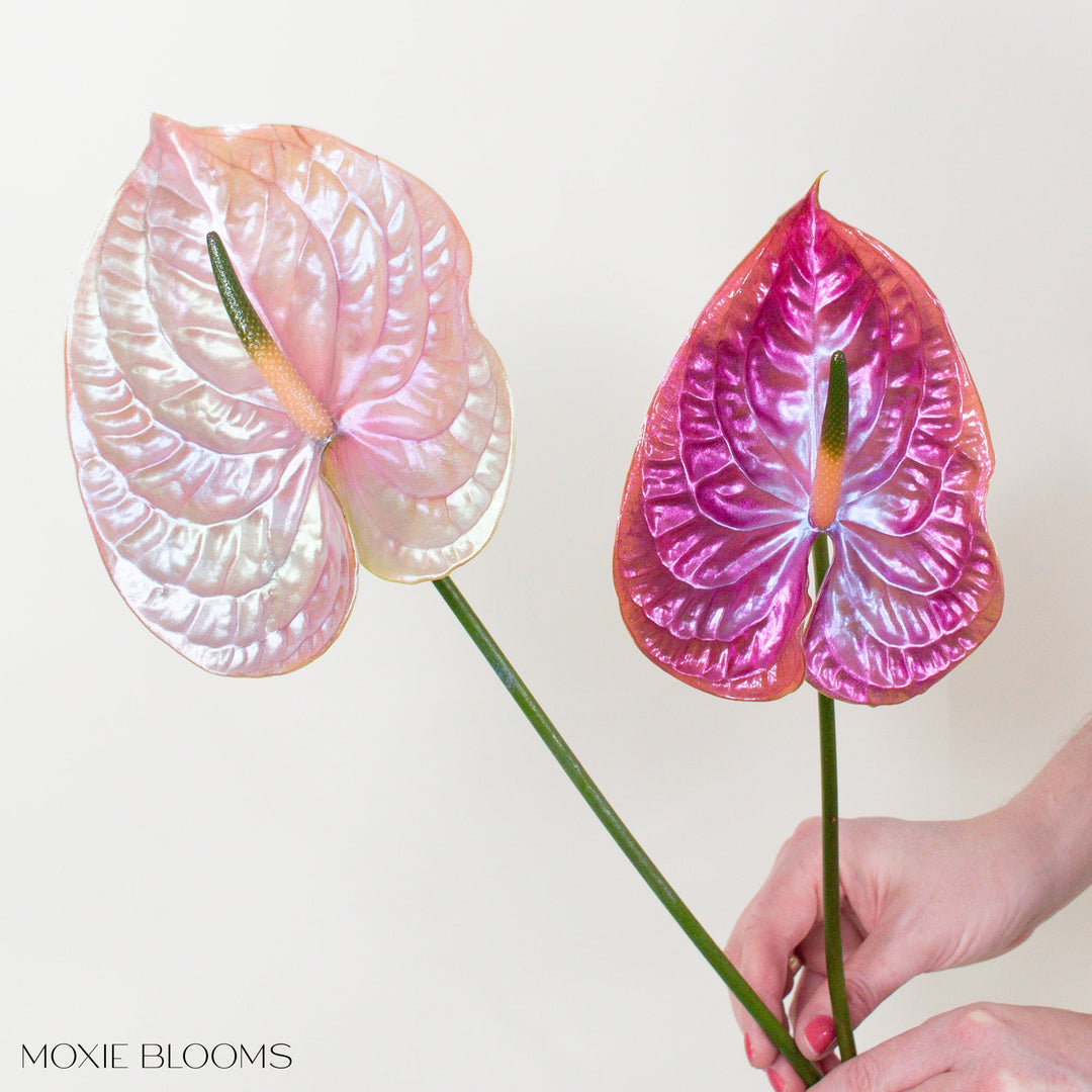 anthurium lunette Thelma and Louise Iridescent Anthurium