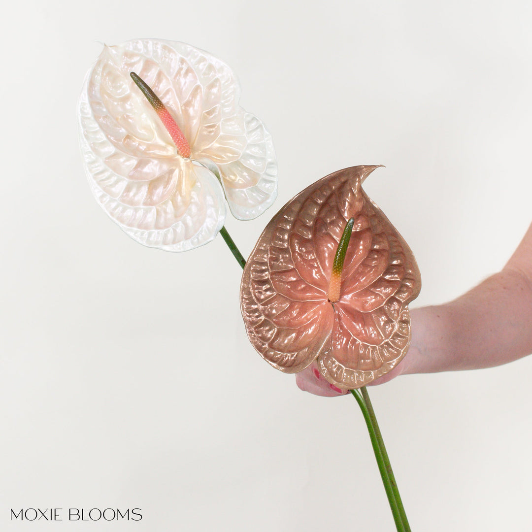 anthurium alicia Coffee Break Iridescent Anthurium