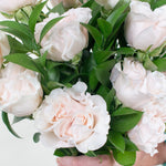 blush garden roses