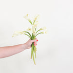 white calla lily