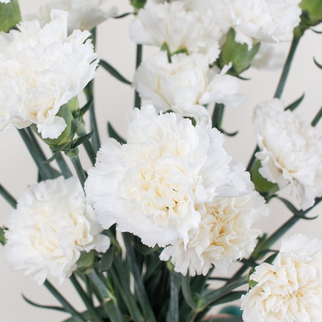 White Carnations | Bulk Fresh DIY Wedding Flowers | Flower Moxie