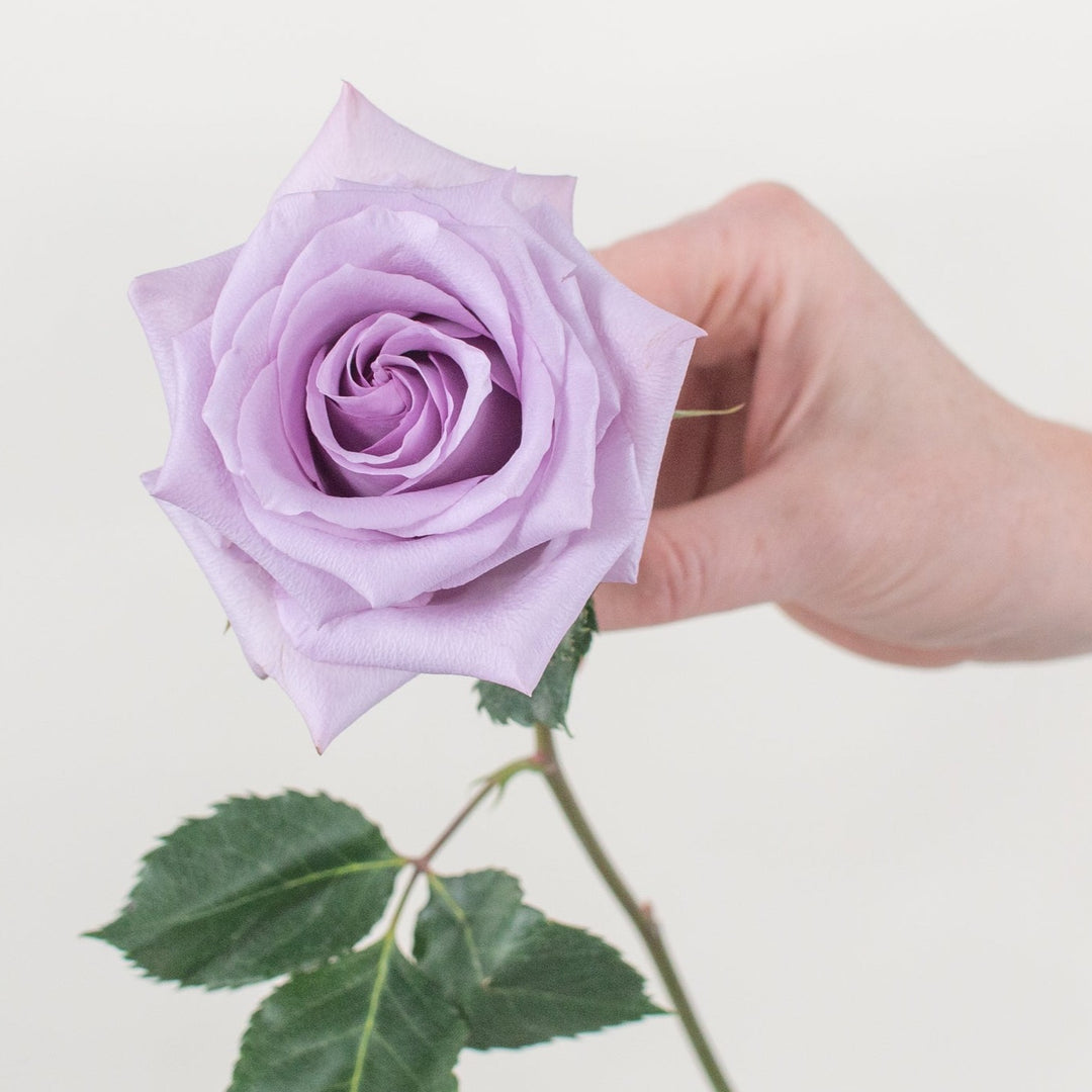 Ocean Song Lavender Roses | DIY Wedding Flowers | Flower Moxie