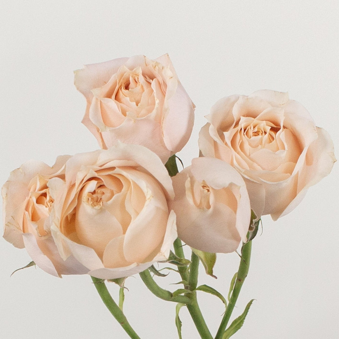 Peach Spray Rose Flower | DIY Wedding Flowers | Flower Moxie