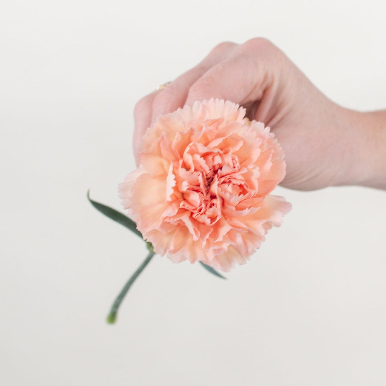 Peach Carnation Flower