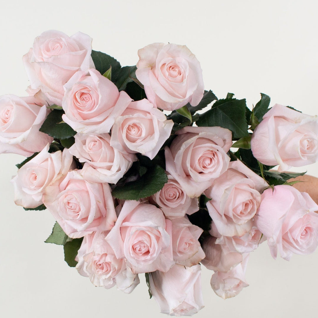 Blush Poma Rosa Rose | DIY Wedding Flowers | Flower Moxie