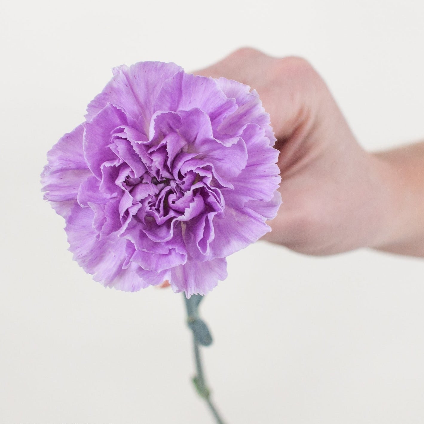 Purple Deep Lavender Carnation Flowers