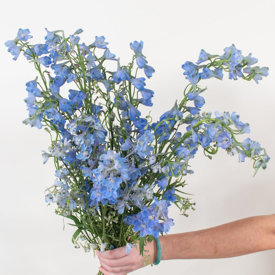 Light Blue Delphinium Fresh Diy Wedding Flowers Flower Moxie 5195