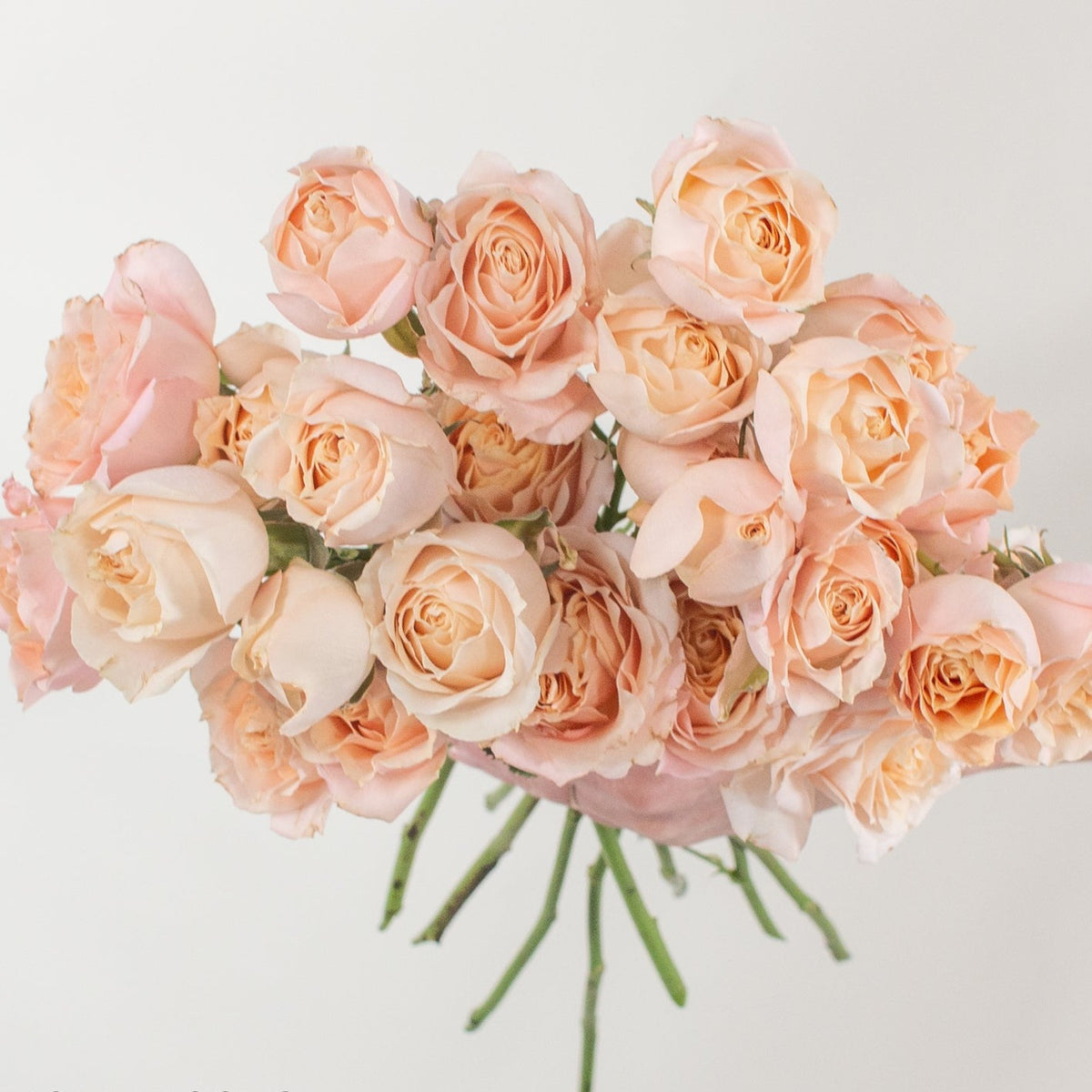 Three Peach Roses Peach Spray Rose Flower | DIY Wedding Flowers | Flower Moxie