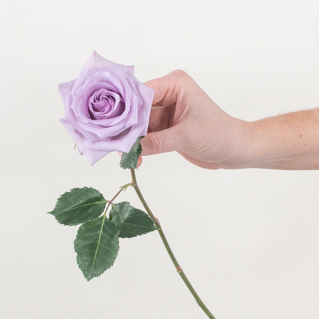 Ocean Song Lavender Roses | DIY Wedding Flowers | Flower Moxie